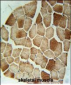 STX7 Antibody (N-term)